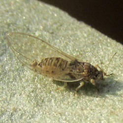 Trioza neglecta